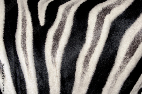 background which the hide of zebra is represented on