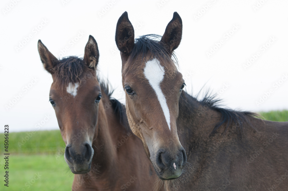 Horse portrait