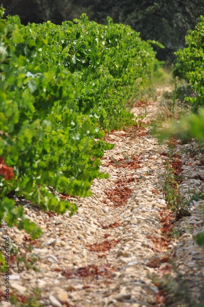 Naklejka premium Vignes