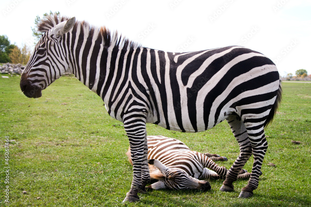 Zebras (African equids, horse family) Zebras (African equids, horse family)