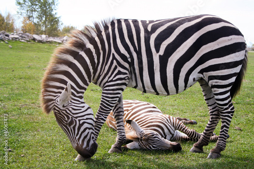 Zebras  African equids  horse family 