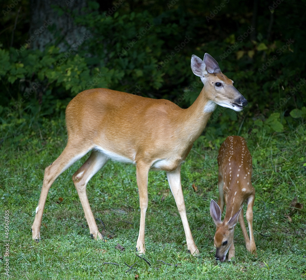 Whitetail doe On watch as its fawn in spots grazes on green grass Whitetail doe On watch as its fawn in spots grazes on green grass