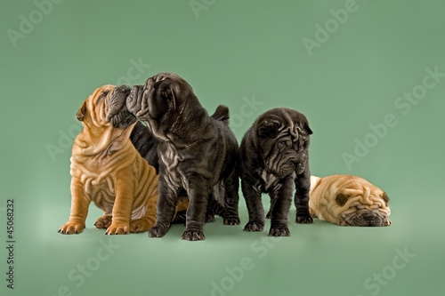 Hunde-Shar-Pei 6535 photo