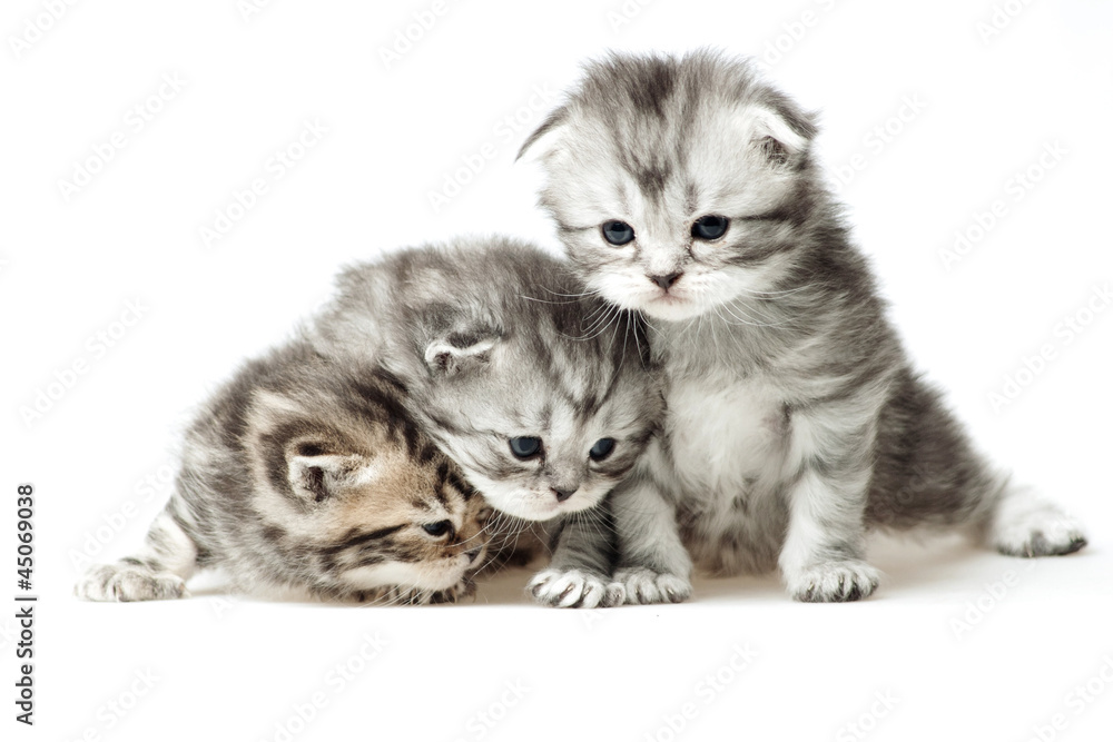 Fototapeta premium Three little kitten