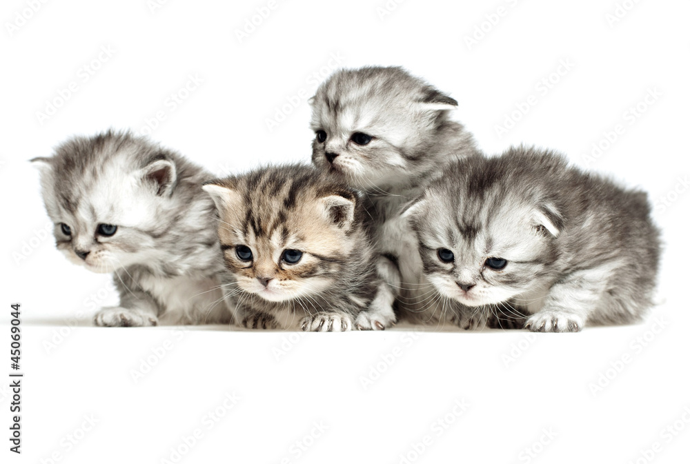 custom made wallpaper toronto digitalFour little kitten