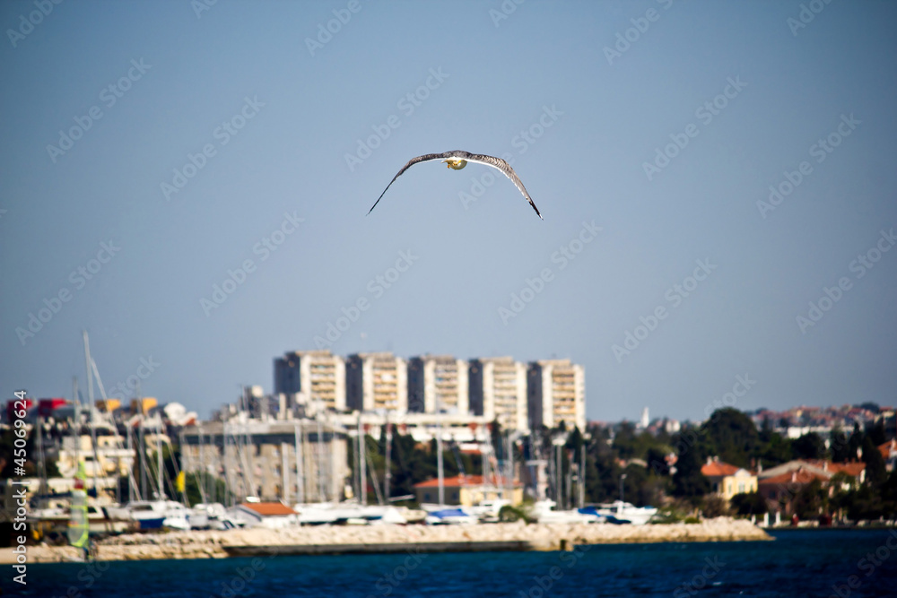 Sea gull flying near Zadar