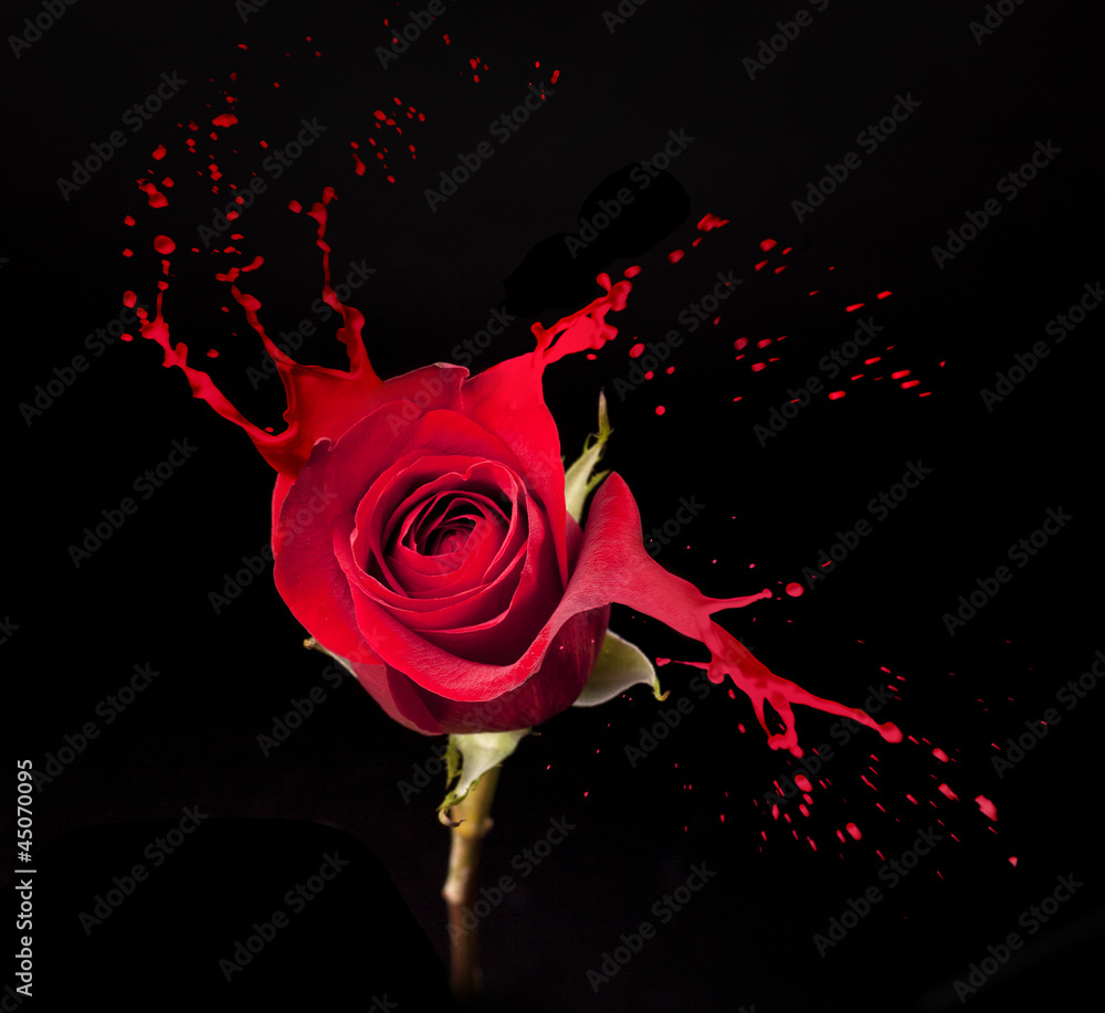 Naklejka premium red rose splashes