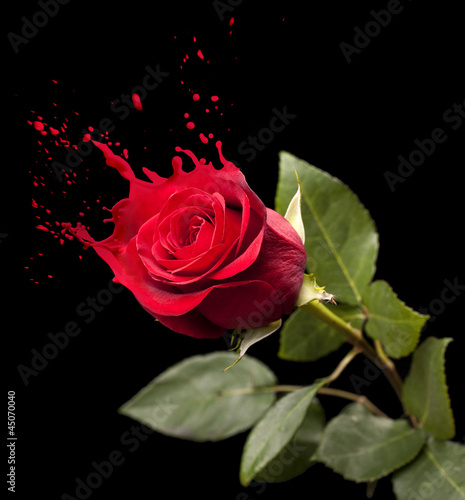 red rose splashes