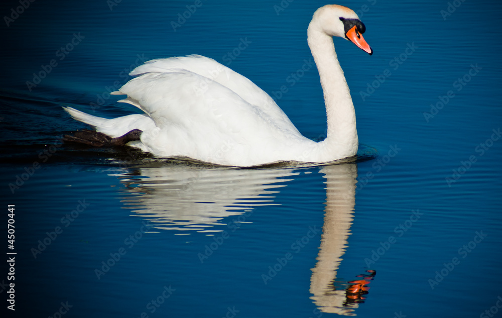 Naklejka premium white swan