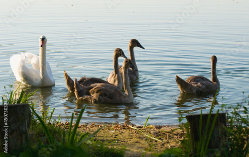 Swan - Cygnus olor