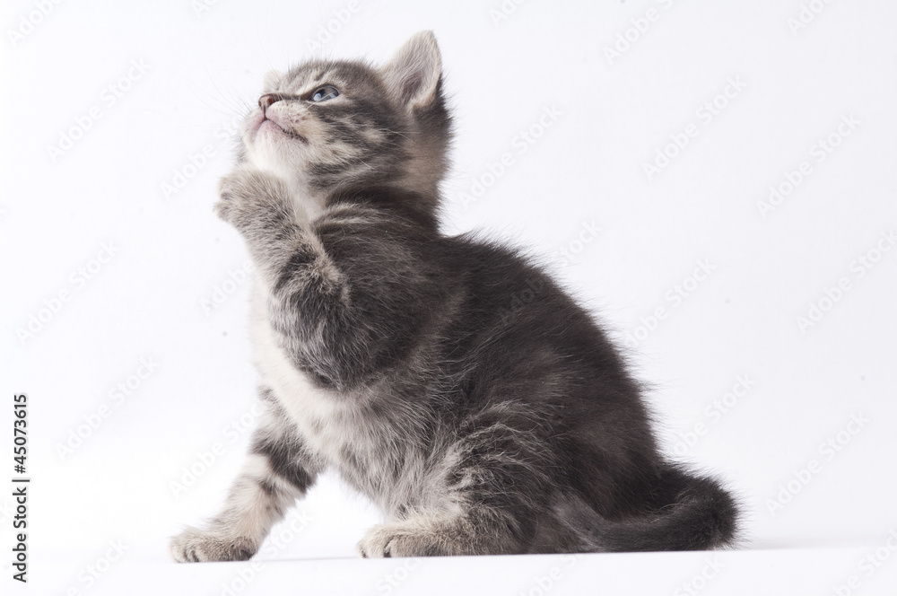 Obraz premium small cat