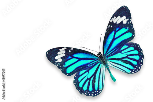 Canvas Print Blue butterfly