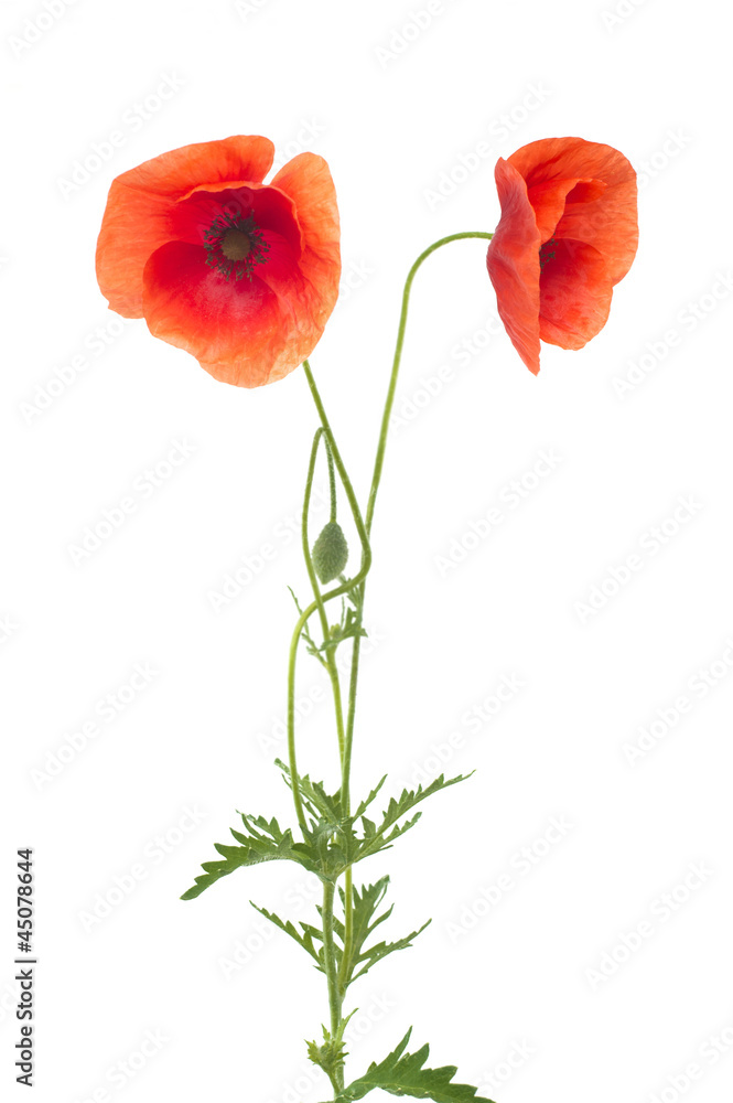 two poppies two poppies