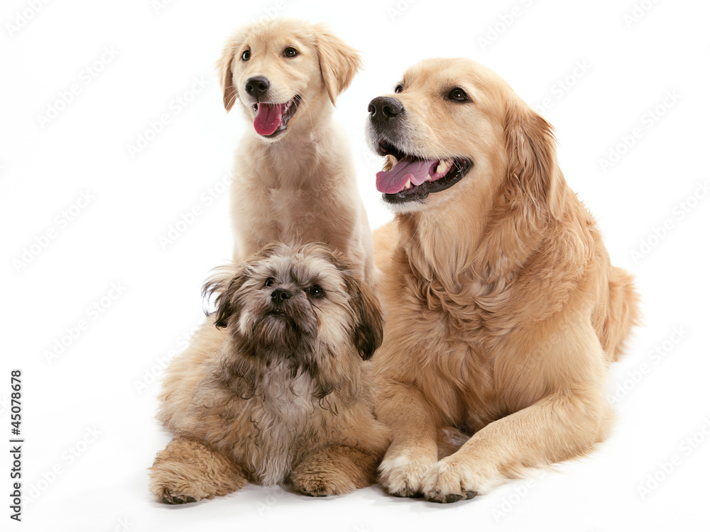 Fototapeta premium Three dogs