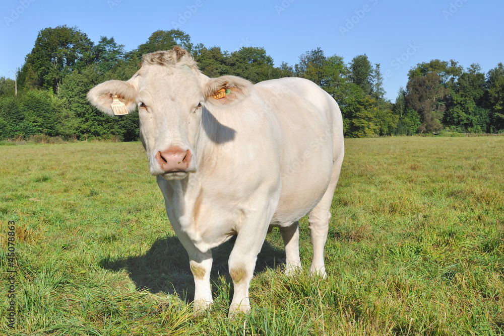vache charolaise dans un pré