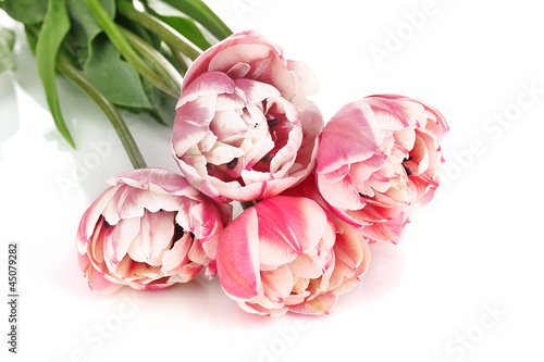 Fototapeta Naklejka Na Ścianę i Meble -  Beautiful tulips isolated on white