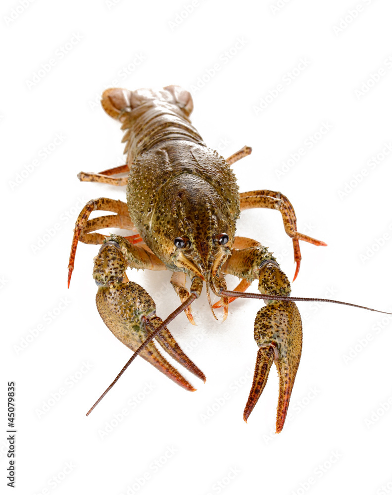 green crawfish isolated on white close-up green crawfish isolated on white close-up