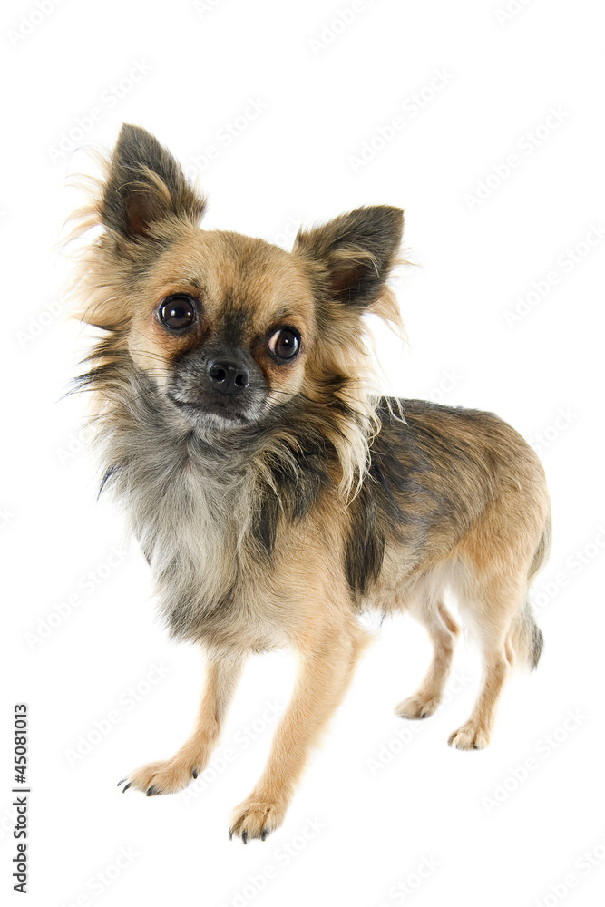 chihuahua chihuahua