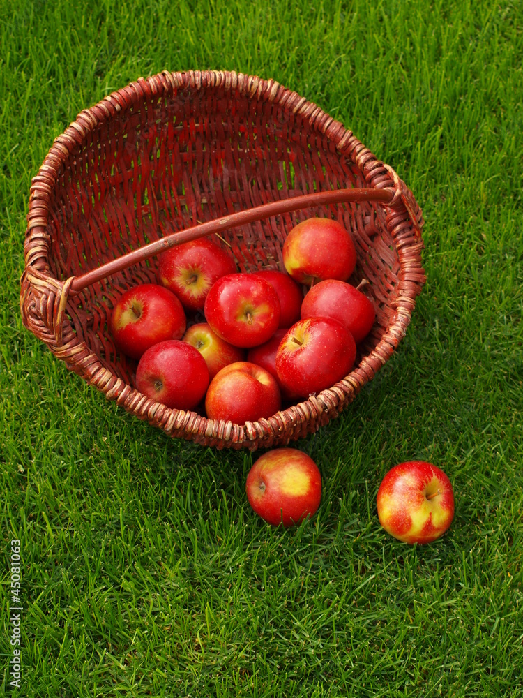 Apfel 12 Apfel 12