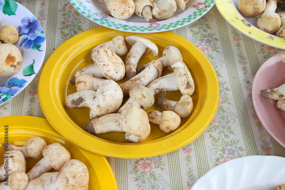 Edible mushrooms