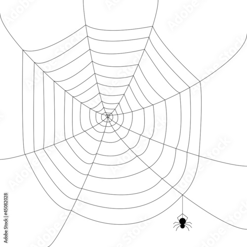 Spider web