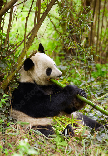 Fototapeta Naklejka Na Ścianę i Meble -  Giant panda eating bamboo