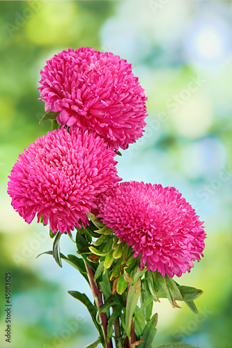 beautiful aster flowers, on green background photo