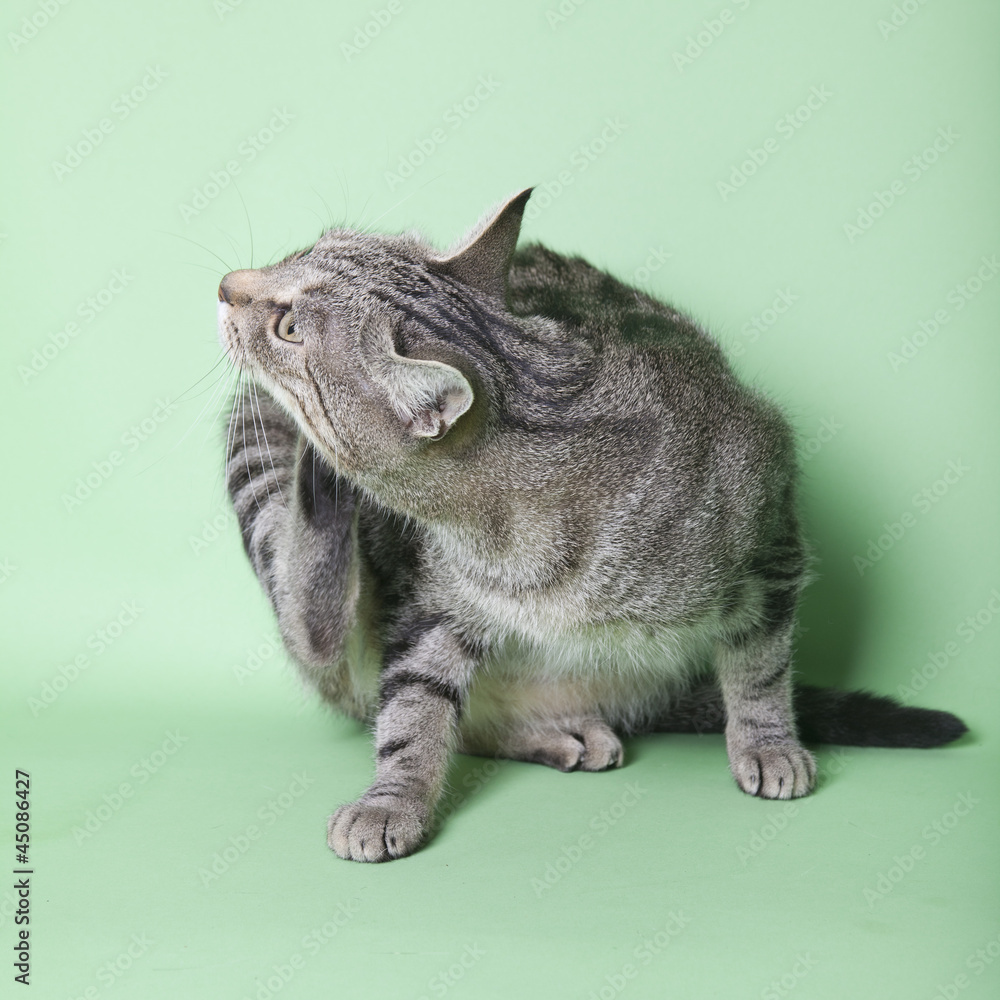 Obraz premium tabby cat on green background