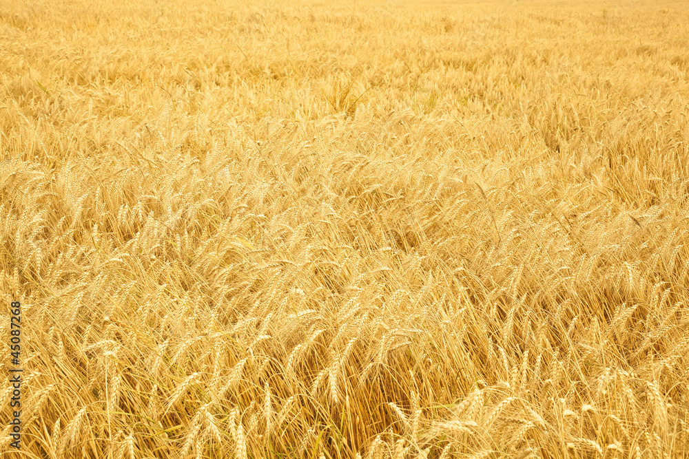 Close up of ripe wheat ears