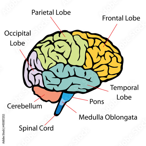 Brain sections vector