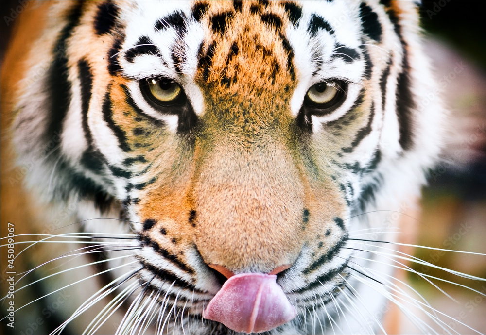 Fototapeta premium tiger