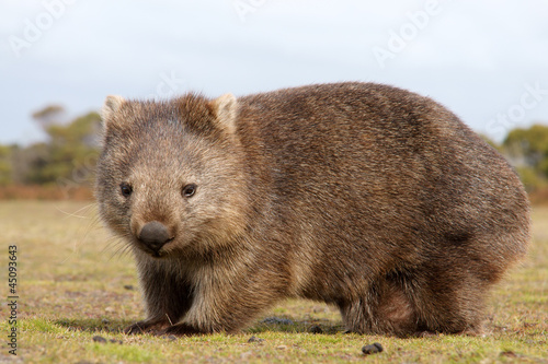 Wombat close-up photo