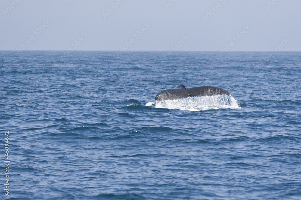 Humpback whale fluking tail in the Pacific ocean. Humpback whale fluking tail in the Pacific ocean.