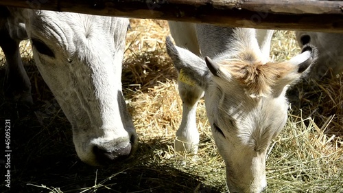 mucca, vitello photo