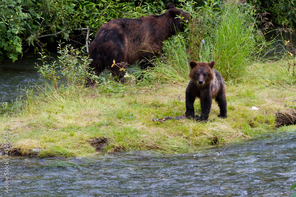 grizzly bear grizzly bear