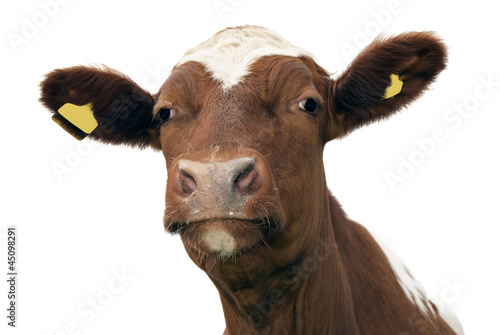 Cow photo