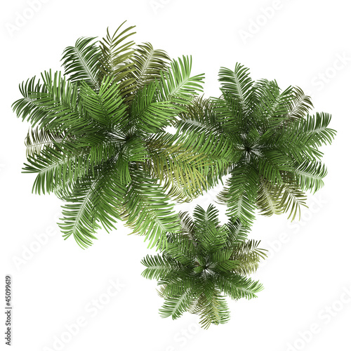 top view of three areca palm trees isolated on white background
