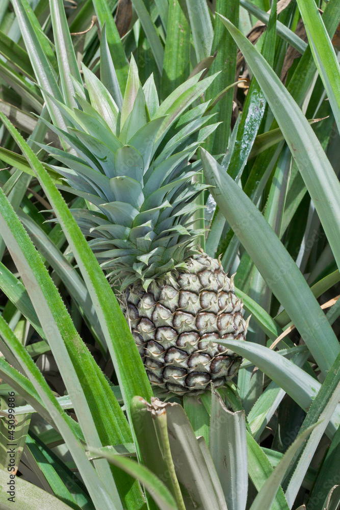 Pineapples are not fully grown Pineapples are not fully grown