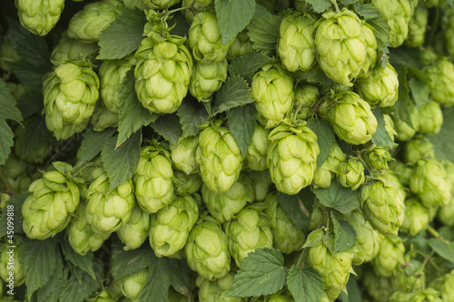 hops