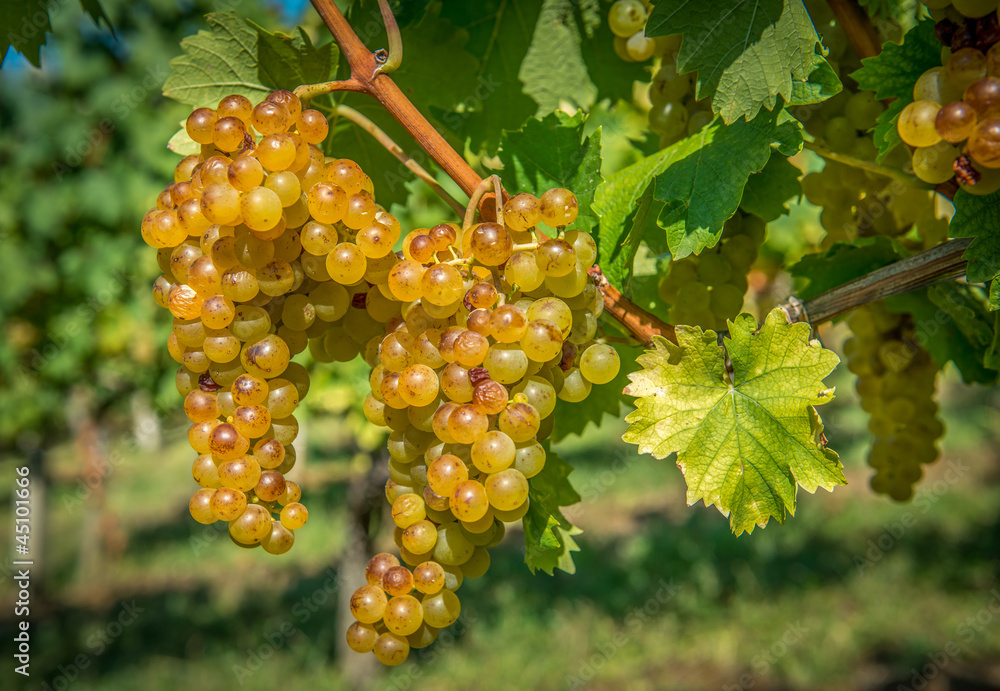 Gold Grapes on the Vine
