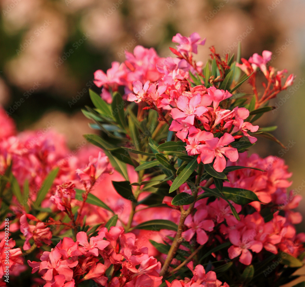 Fototapeta premium Pink oleander with defocused flower background