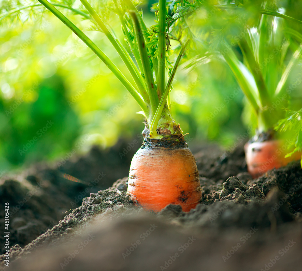Organic Carrots. Carrot Growing Closeup - obrazy, fototapety, plakaty 