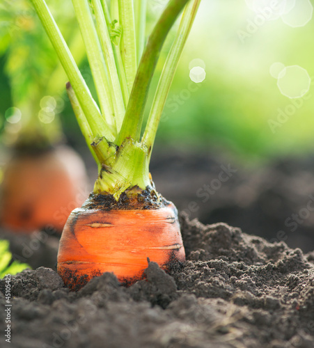 Organic Carrots. Carrot Growing Closeup photo