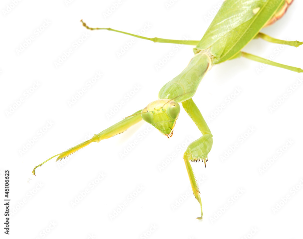 green mantis on a white background green mantis on a white background