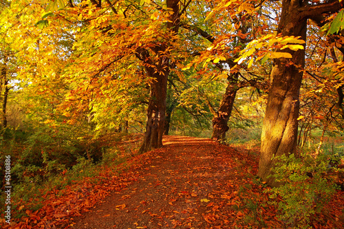 Fototapeta Naklejka Na Ścianę i Meble -  Beautiful Autumn in the park