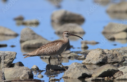 チュウシャクシギ