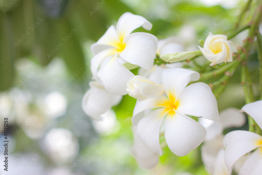 Fototapeta premium frangipani flower
