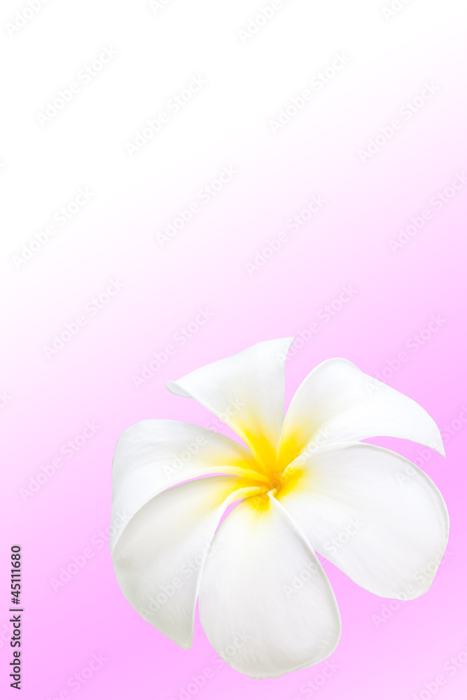 Obraz premium frangipani flower