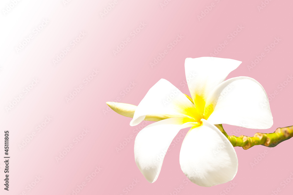 Naklejka premium frangipani flower