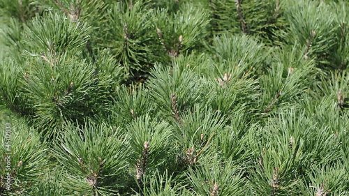 Pine branches waving on the wind photo